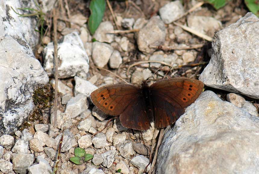 Erebia pandrose